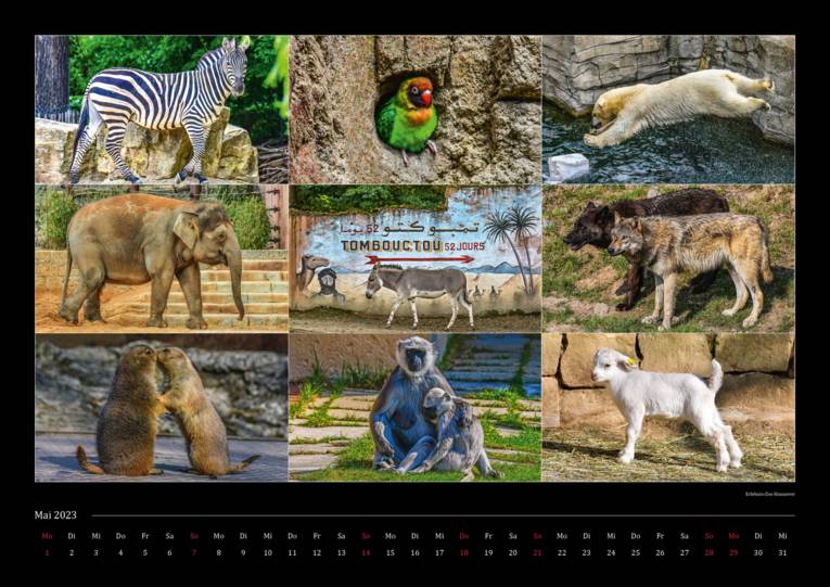 Collage von neun Zoo-Fotos mit Zebra, Papagei, Eisbär, Elefant, Esel, Wolf, Präriehund, Affe und Zicklein.